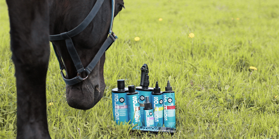 Sommareksem är den vanligaste allergiska hudsjukdomen hos hästar
